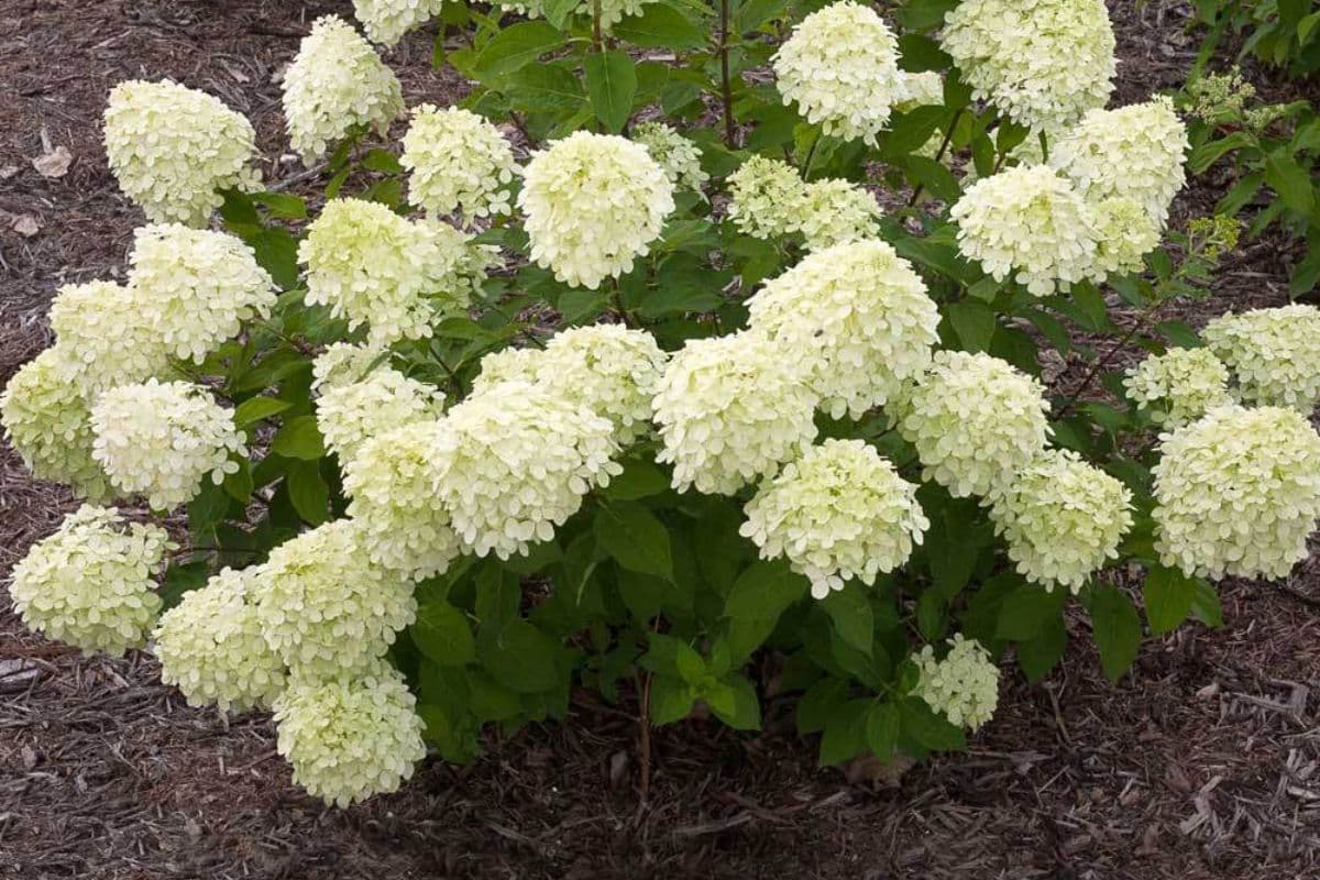 Hydrangeas
