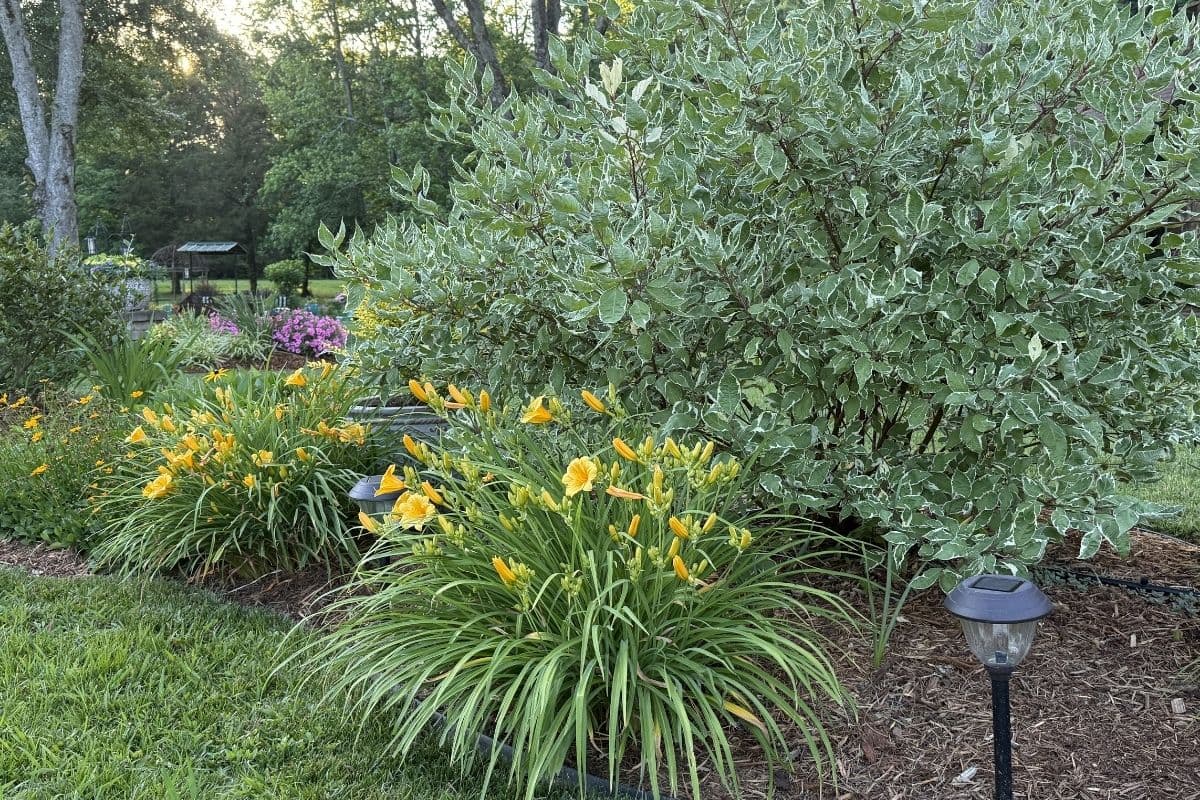 front garden