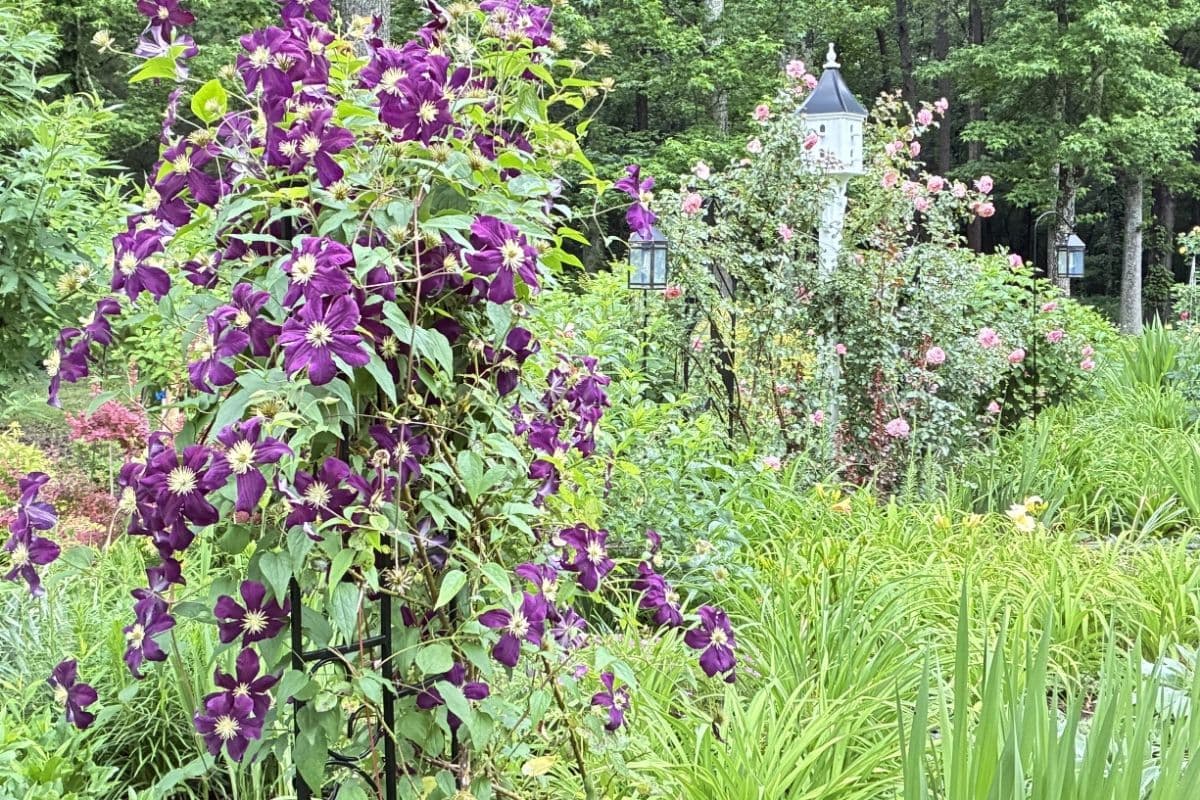 garden hero