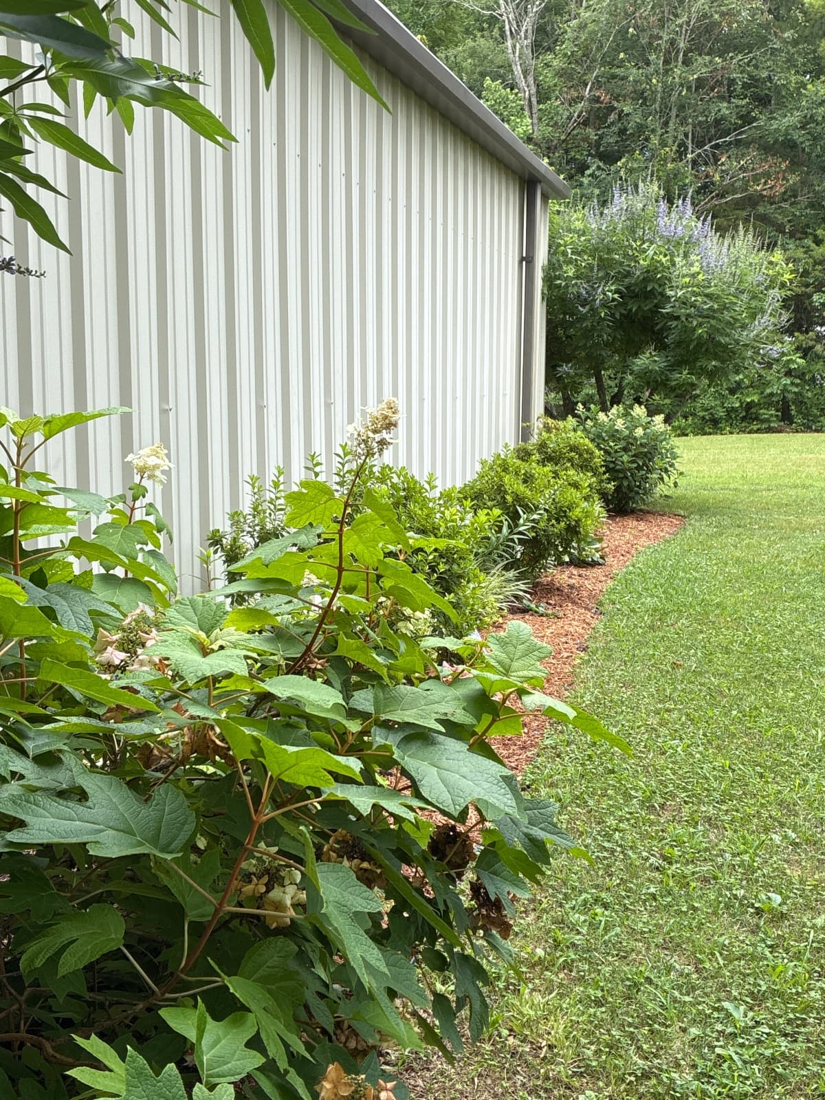 hydrangea haven