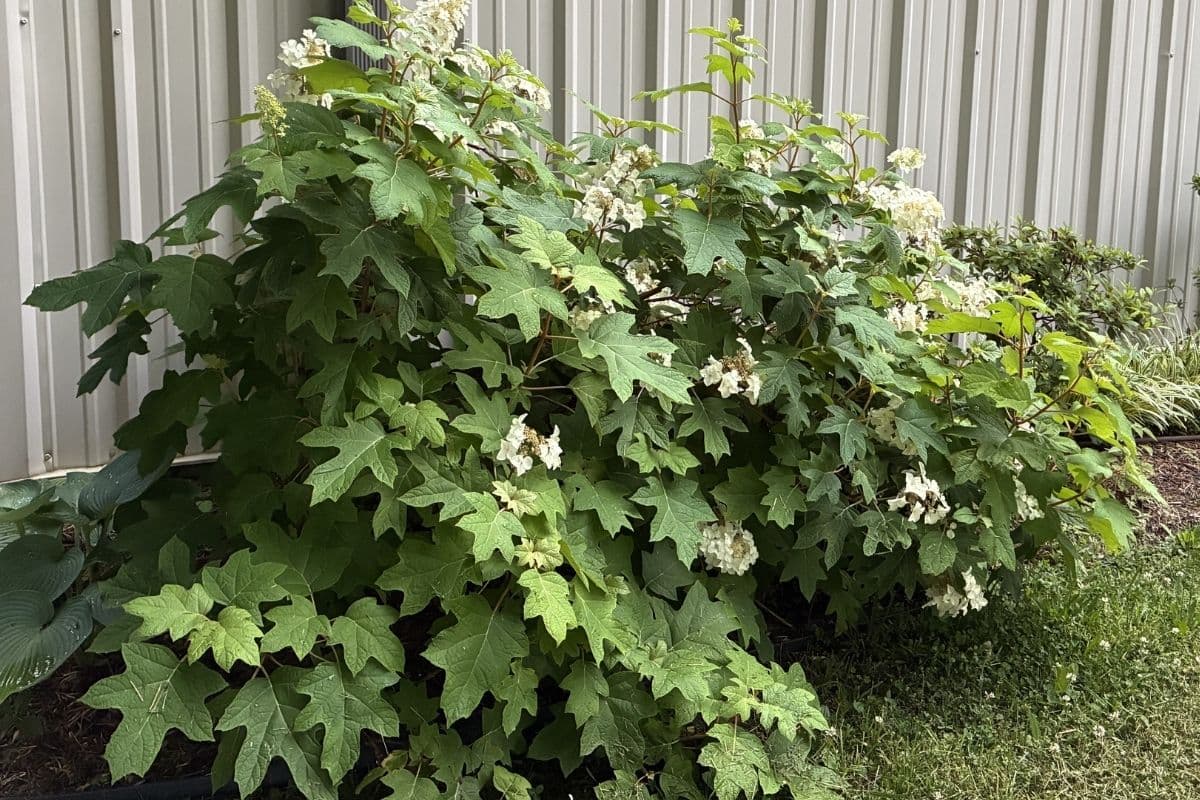 hydrangea haven
