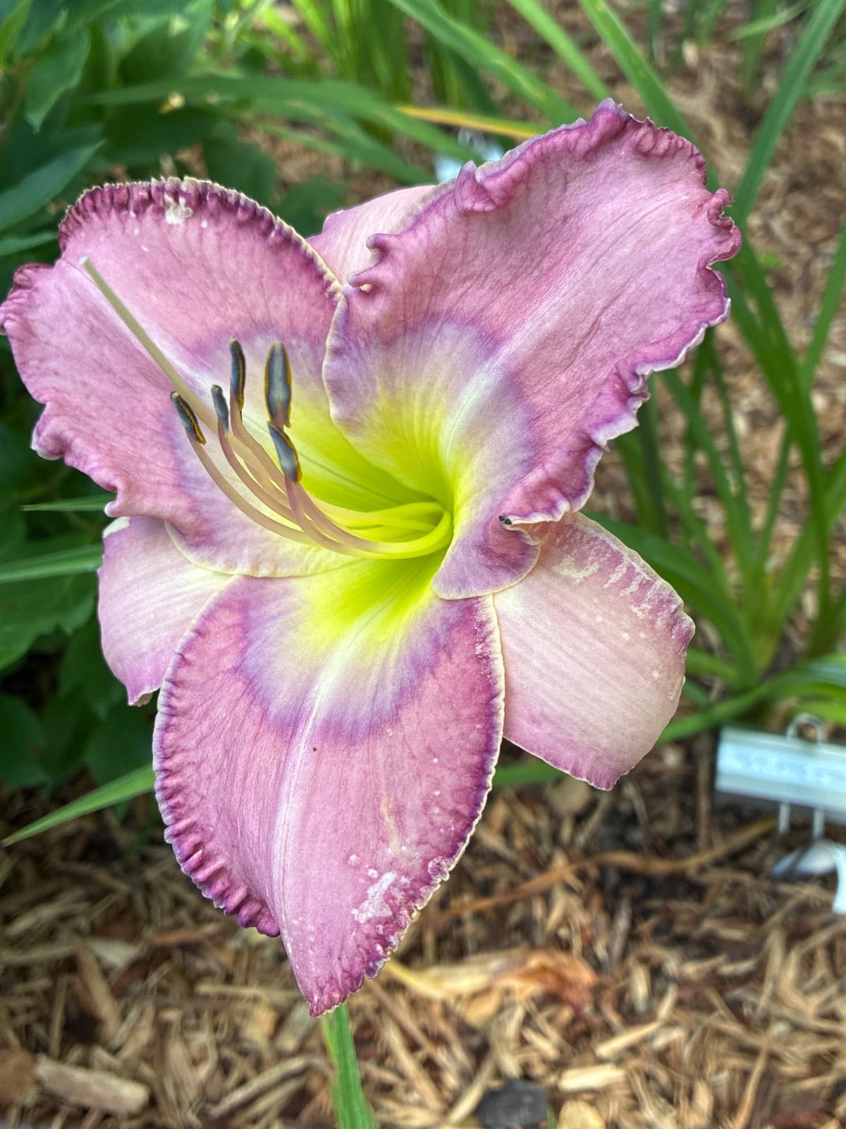 Ada May Musick Daylily