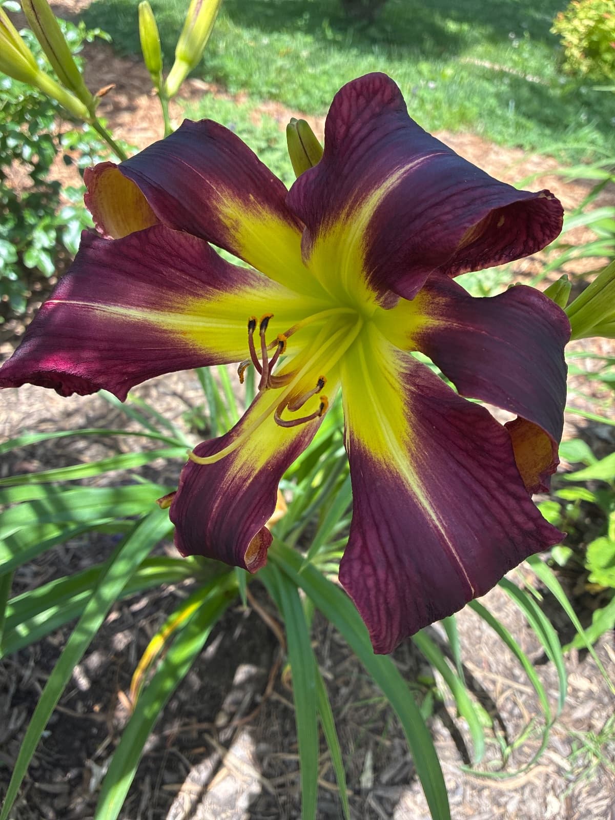 African Dawn Daylily