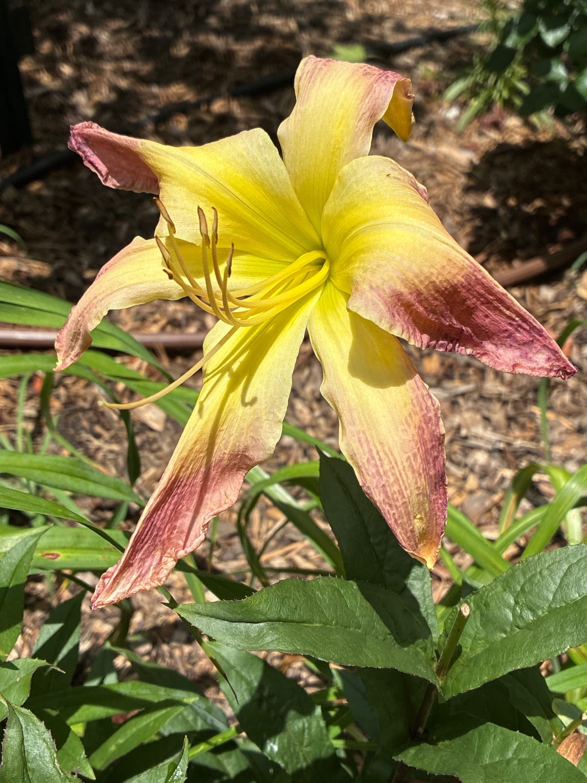 All Eyes on Me Daylily