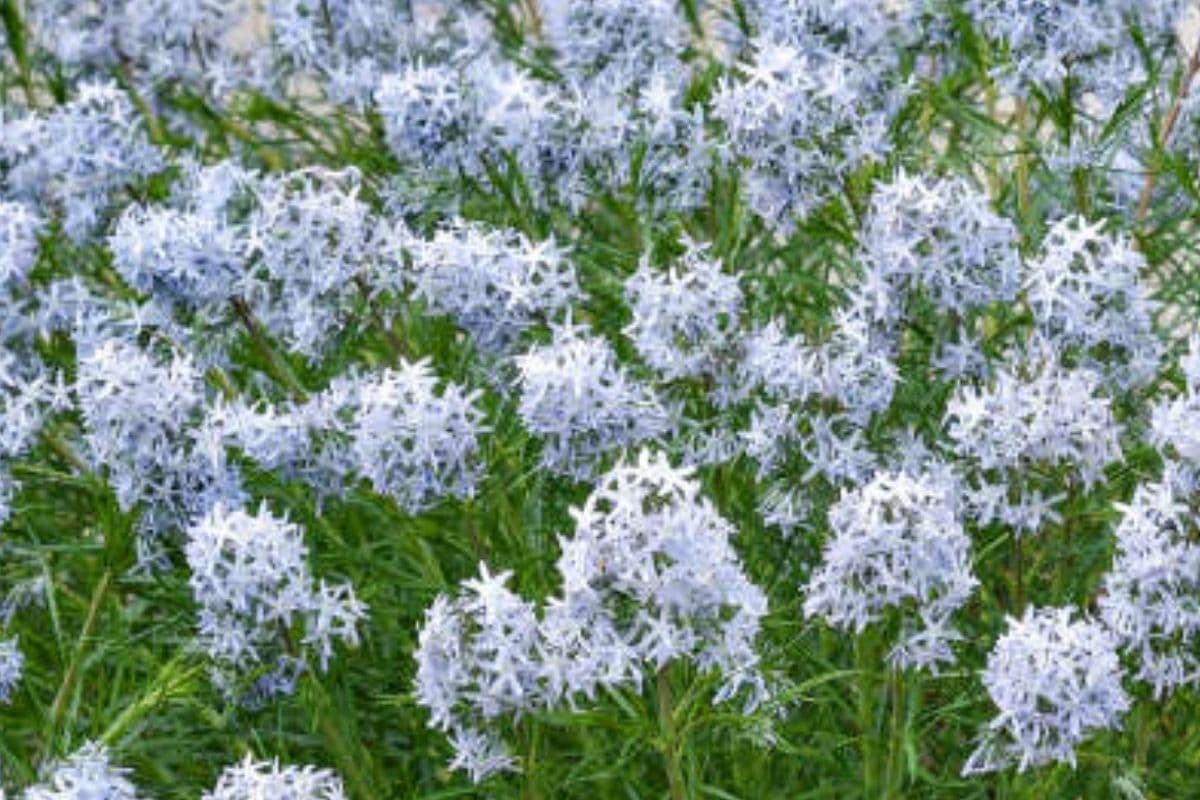 Amsonia