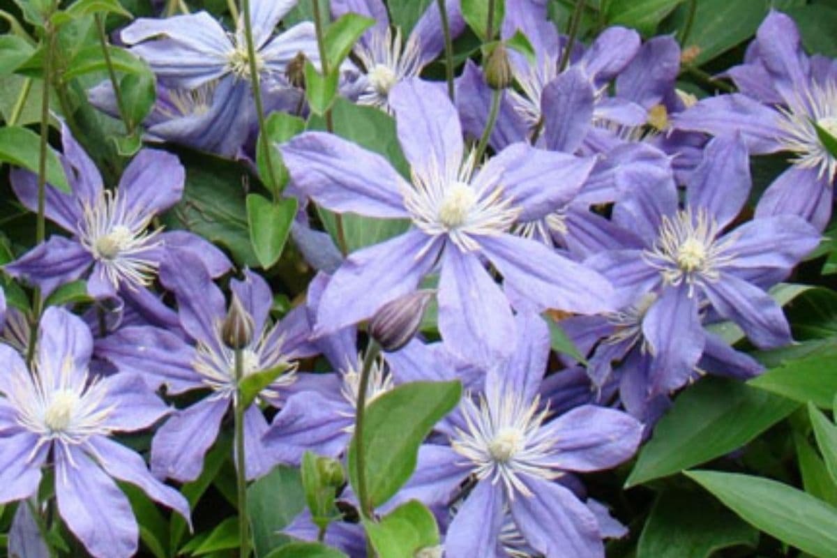 Arabella Clematis
