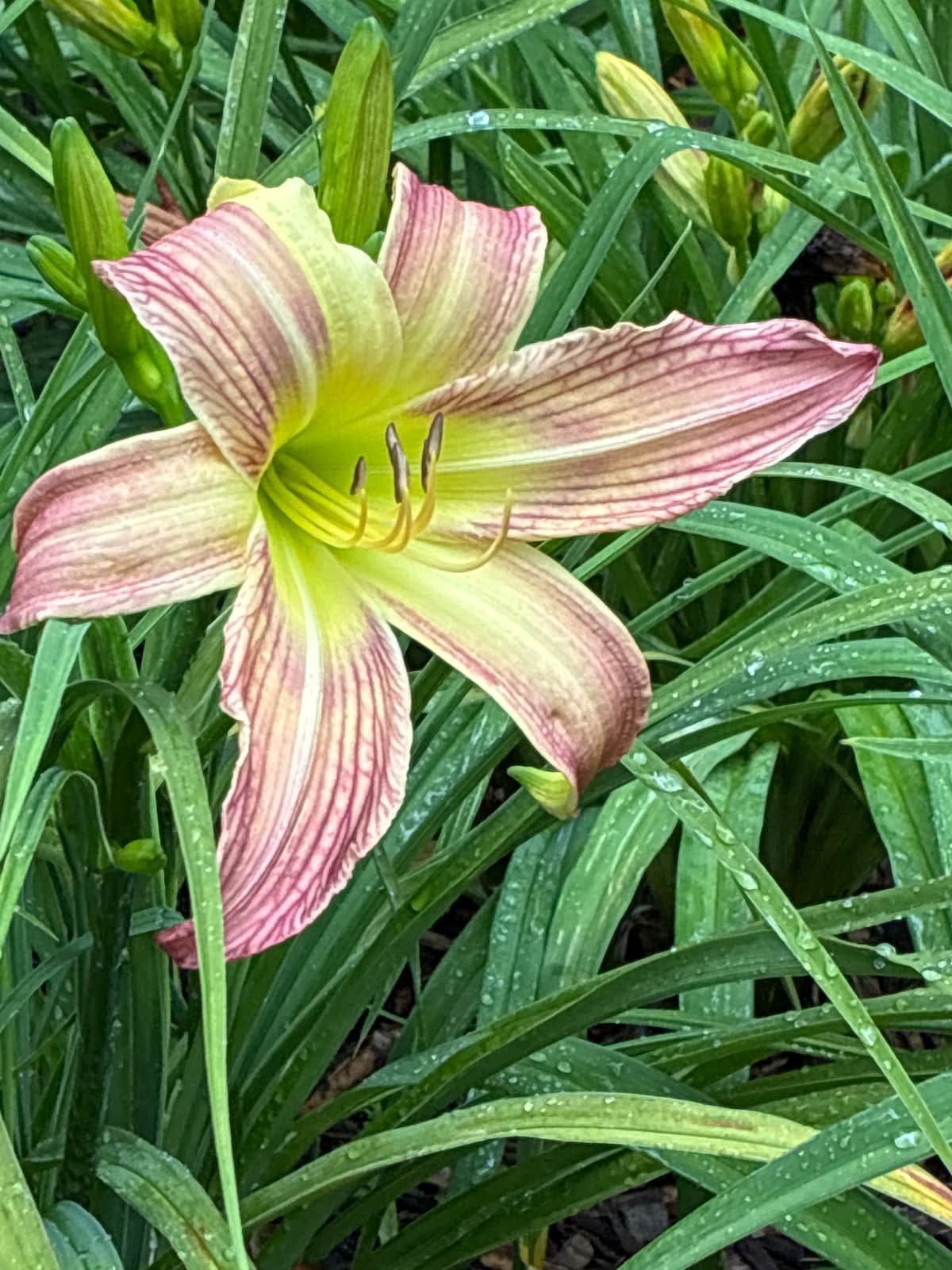 Artistic Veining Daylily