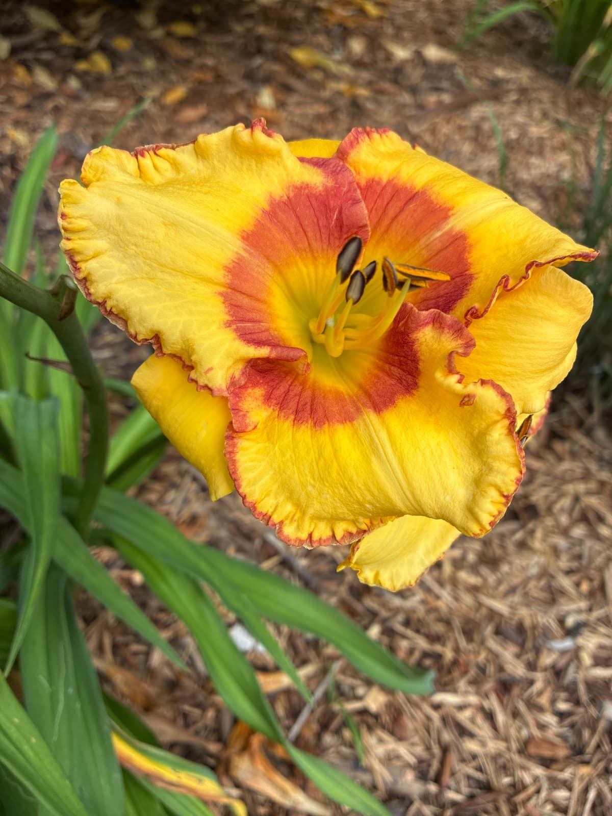 Bama Moonshine Daylily