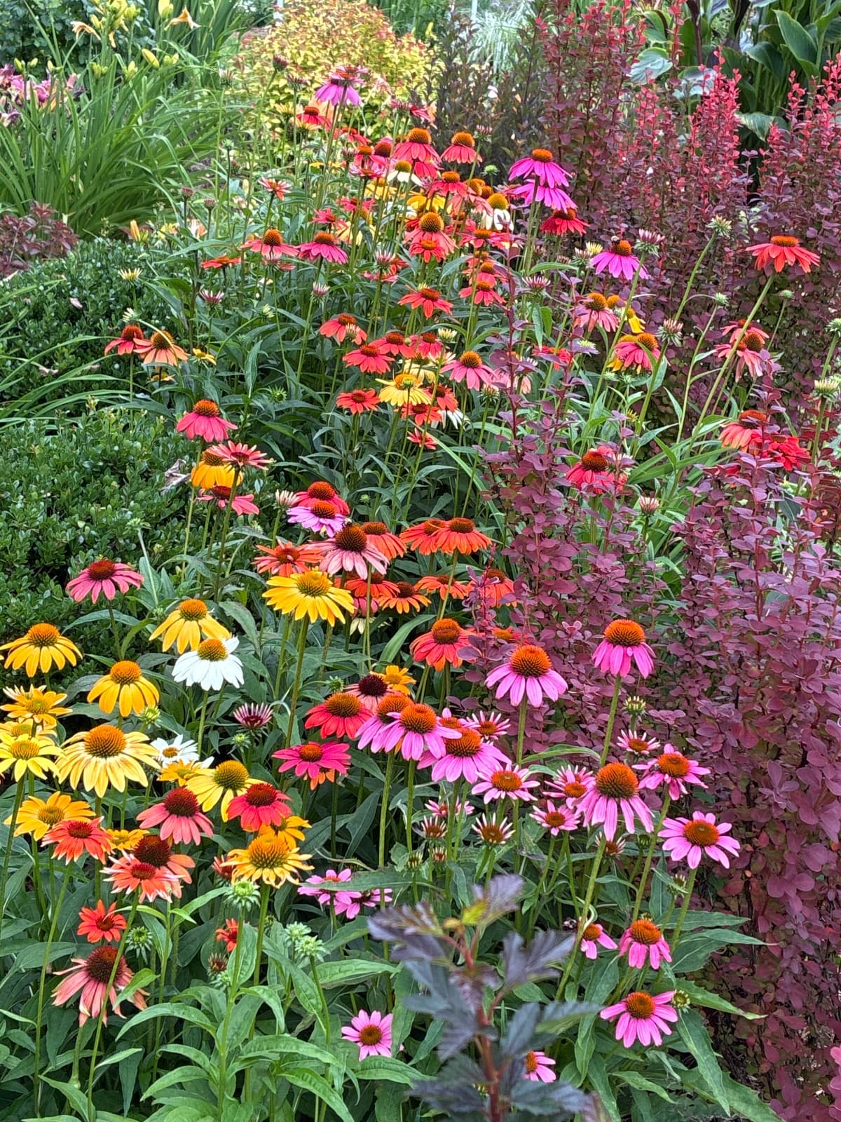 Beautiful Coneflowers