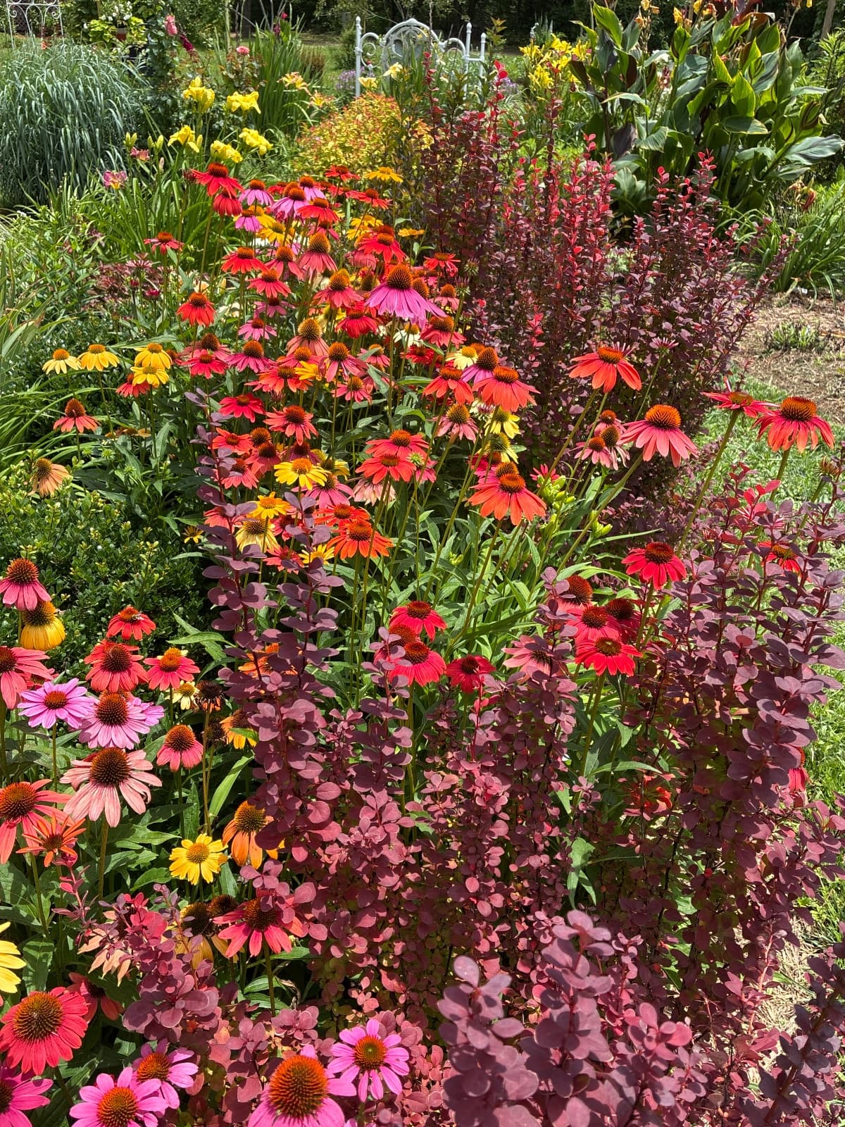 Beautiful Coneflowers
