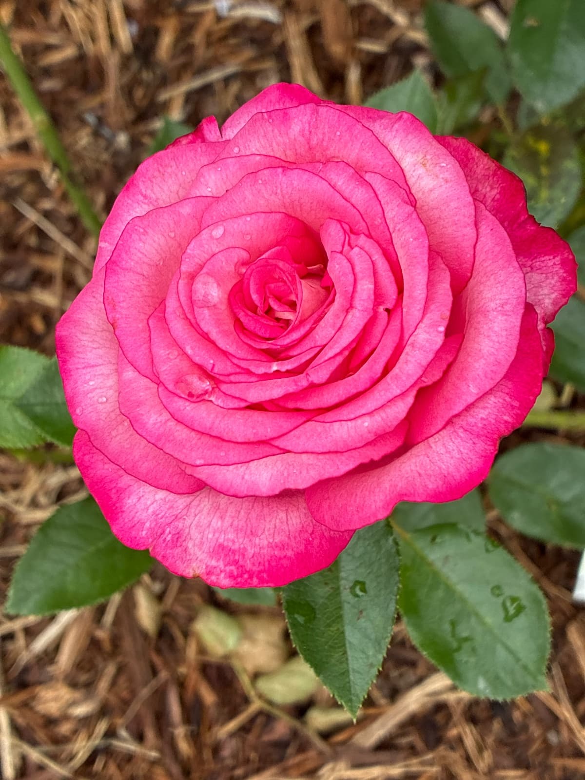 Big Momma Rose