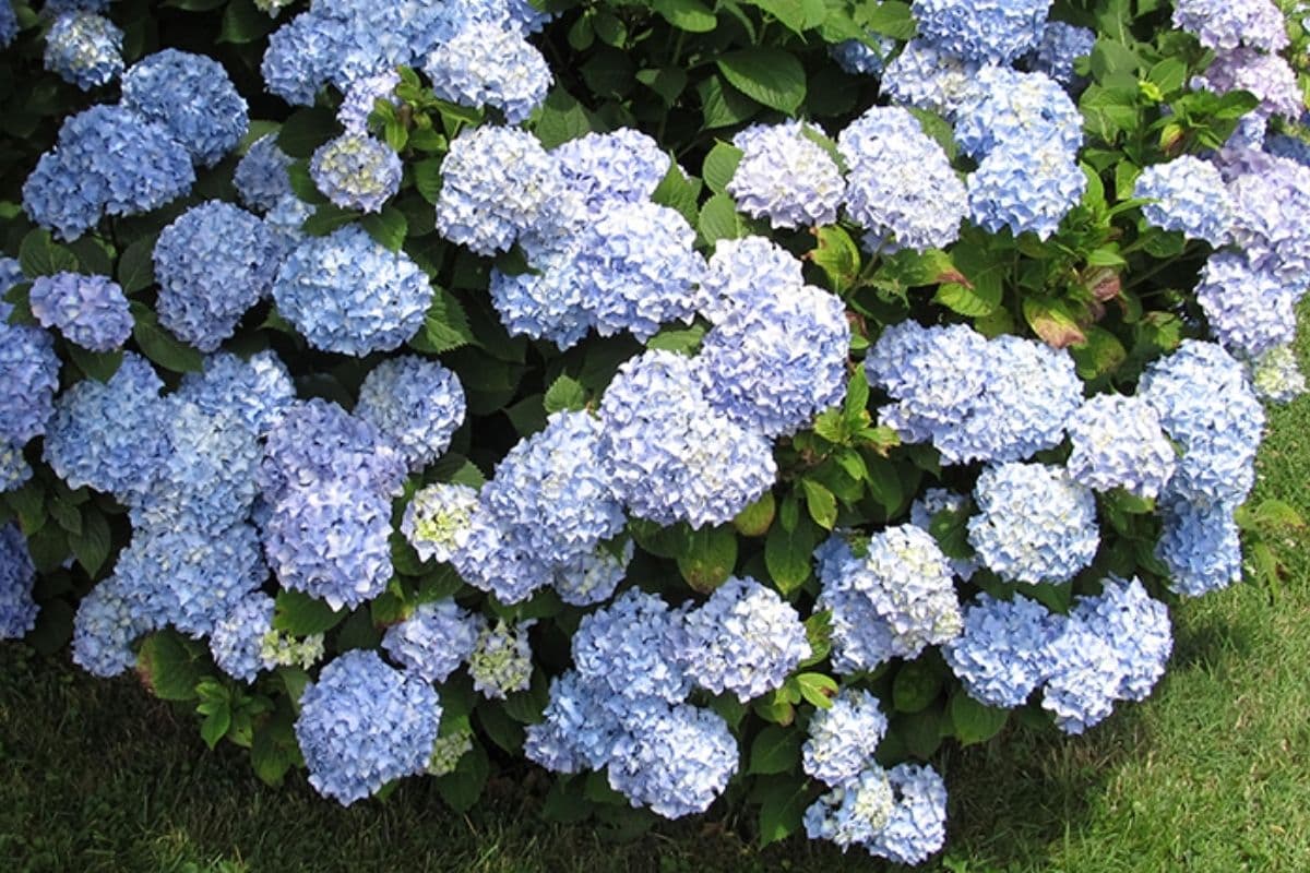 Bigleaf Hydrangea