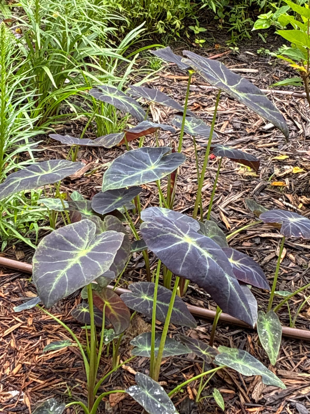 Black Elephant Ears