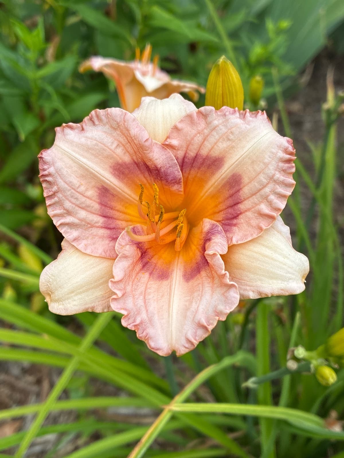 Blackberries and Cream Daylily