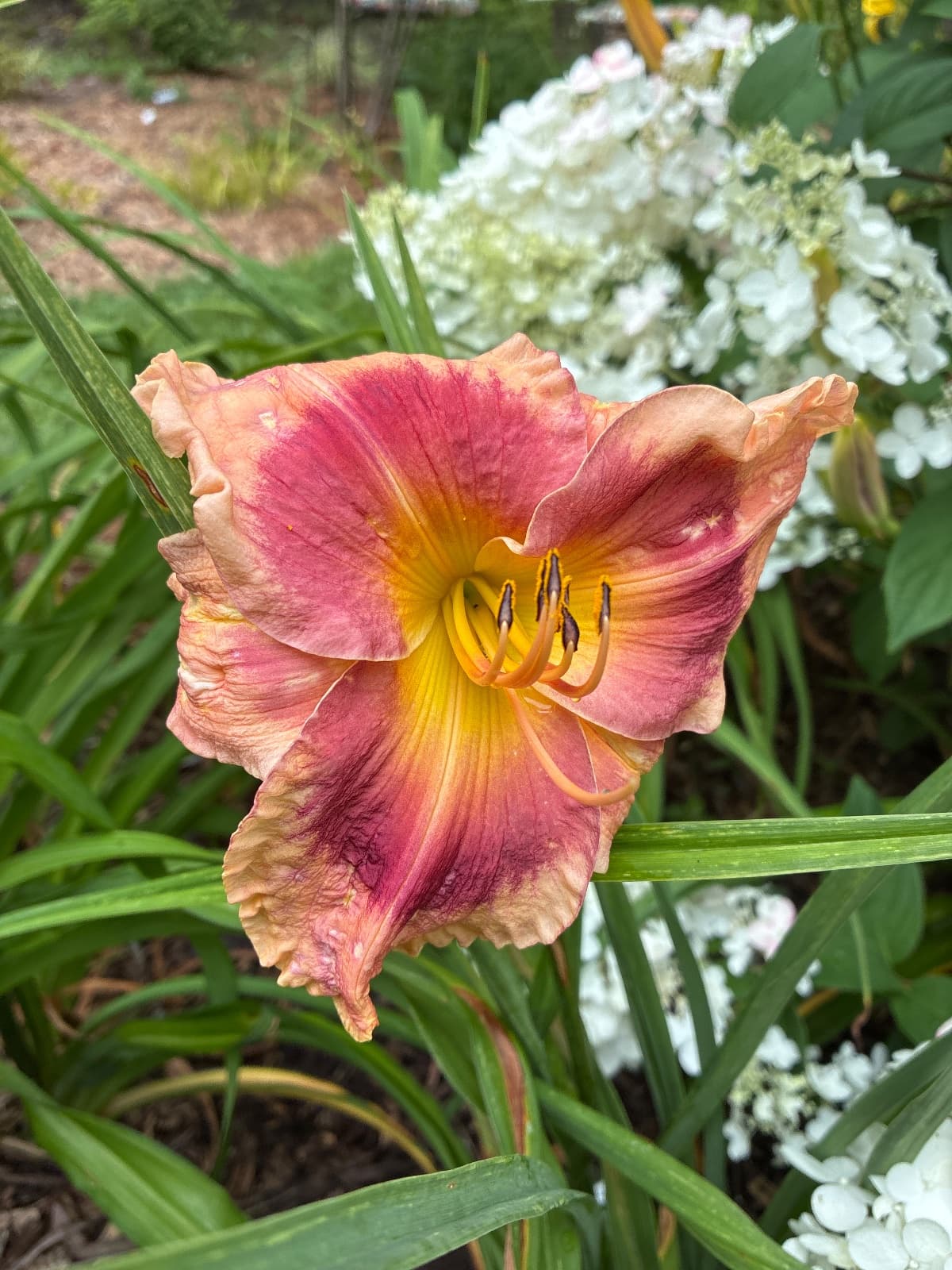Blamboyant Eyes Daylily