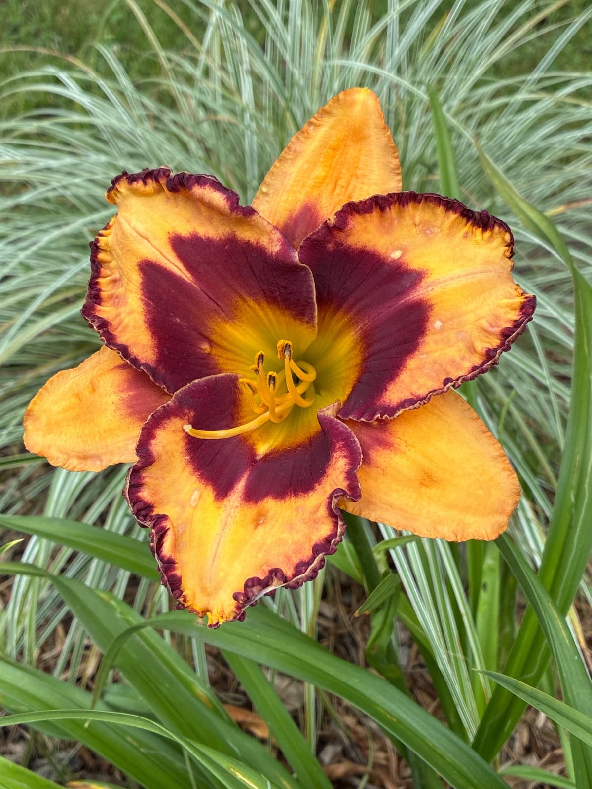 Blazing Glory Daylily