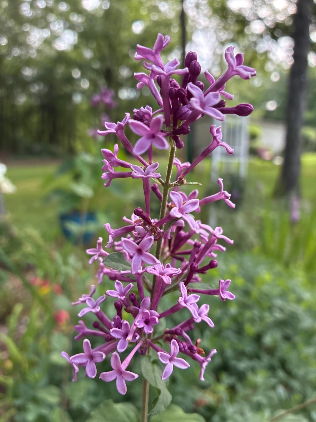 Bloomerang Dark Purple Lilac