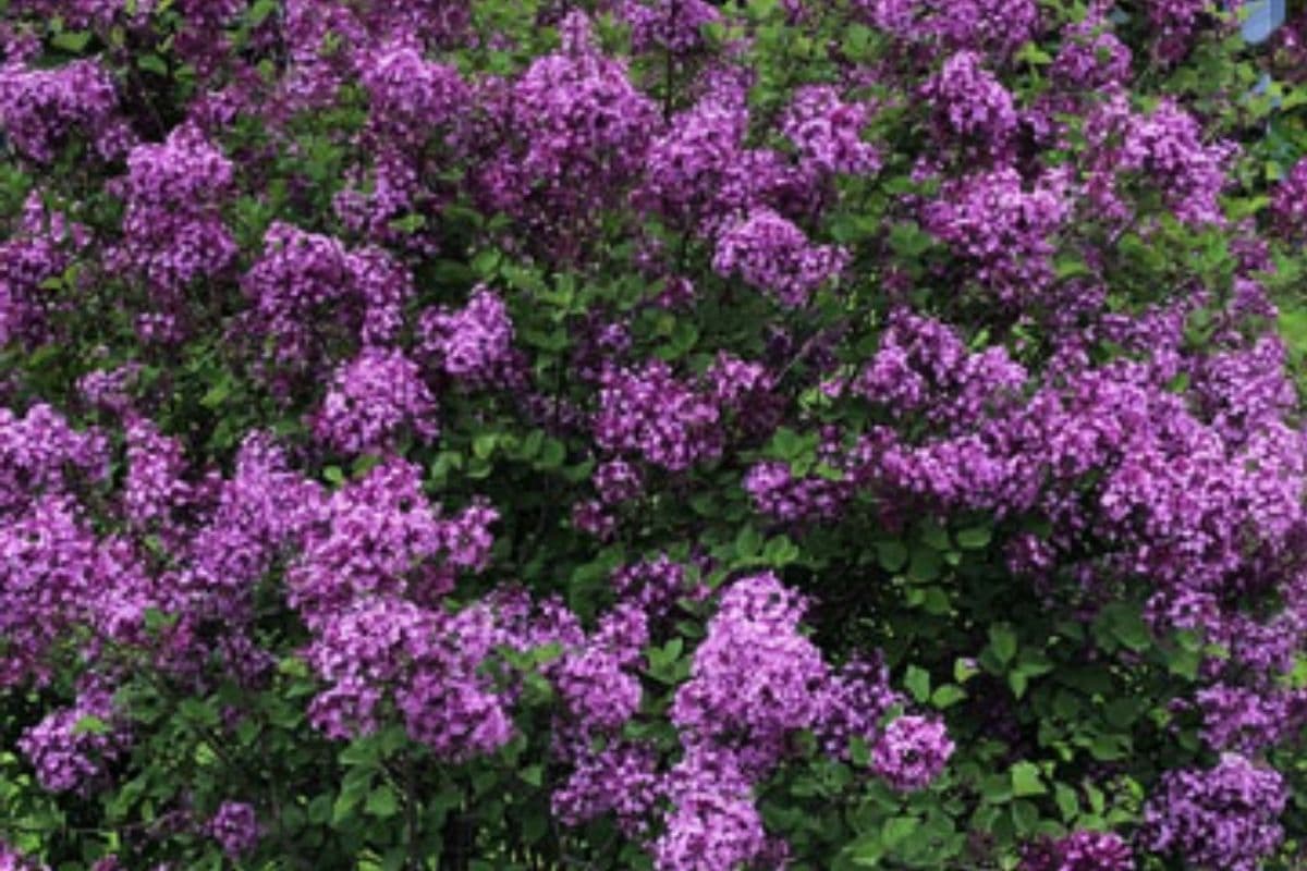 Bloomerang Lilac