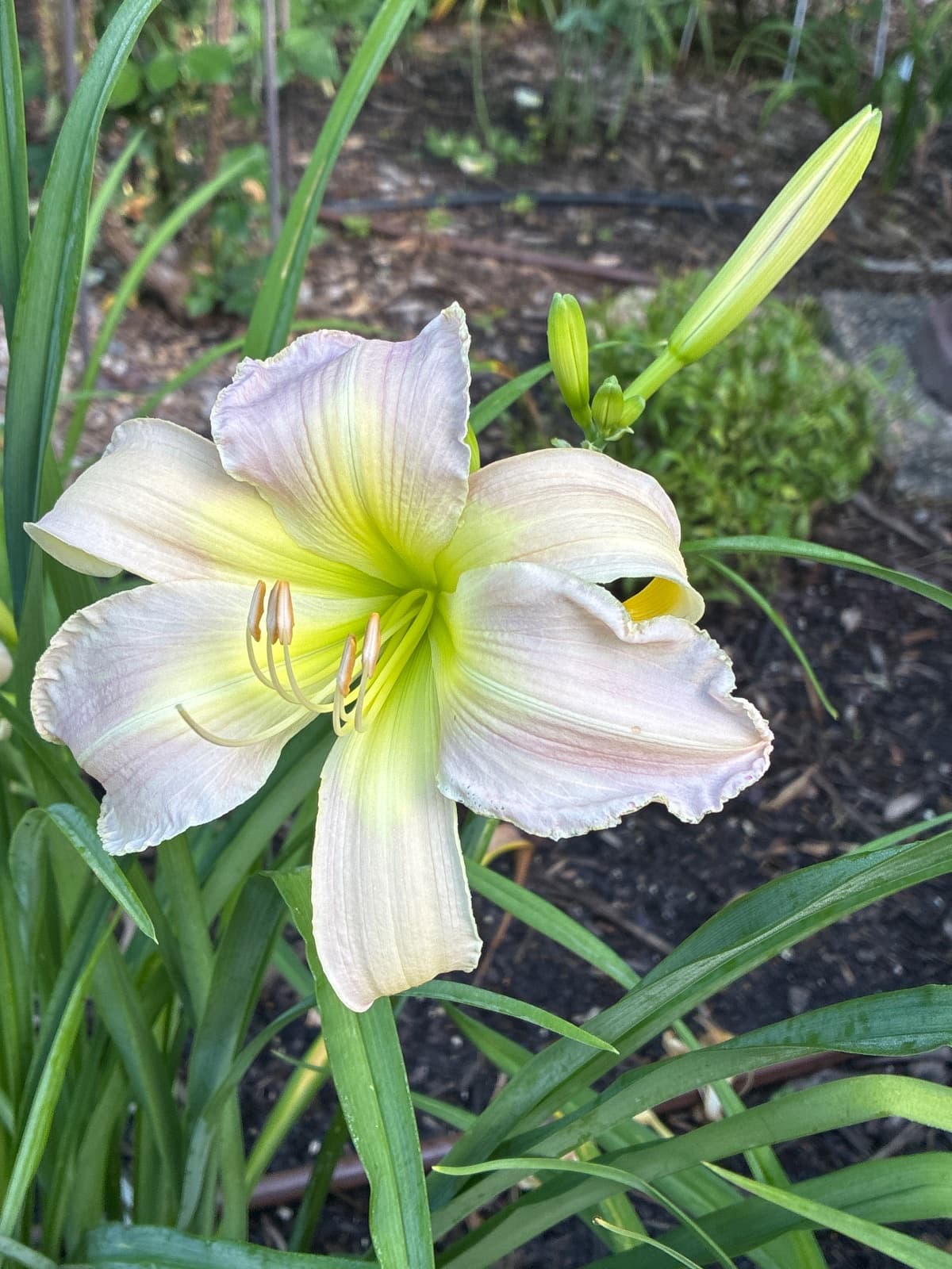Blue Diana Daylily