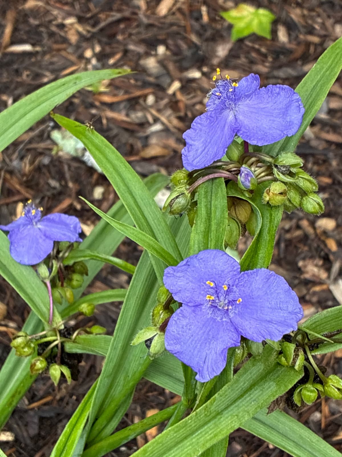 Blue Spiderwort