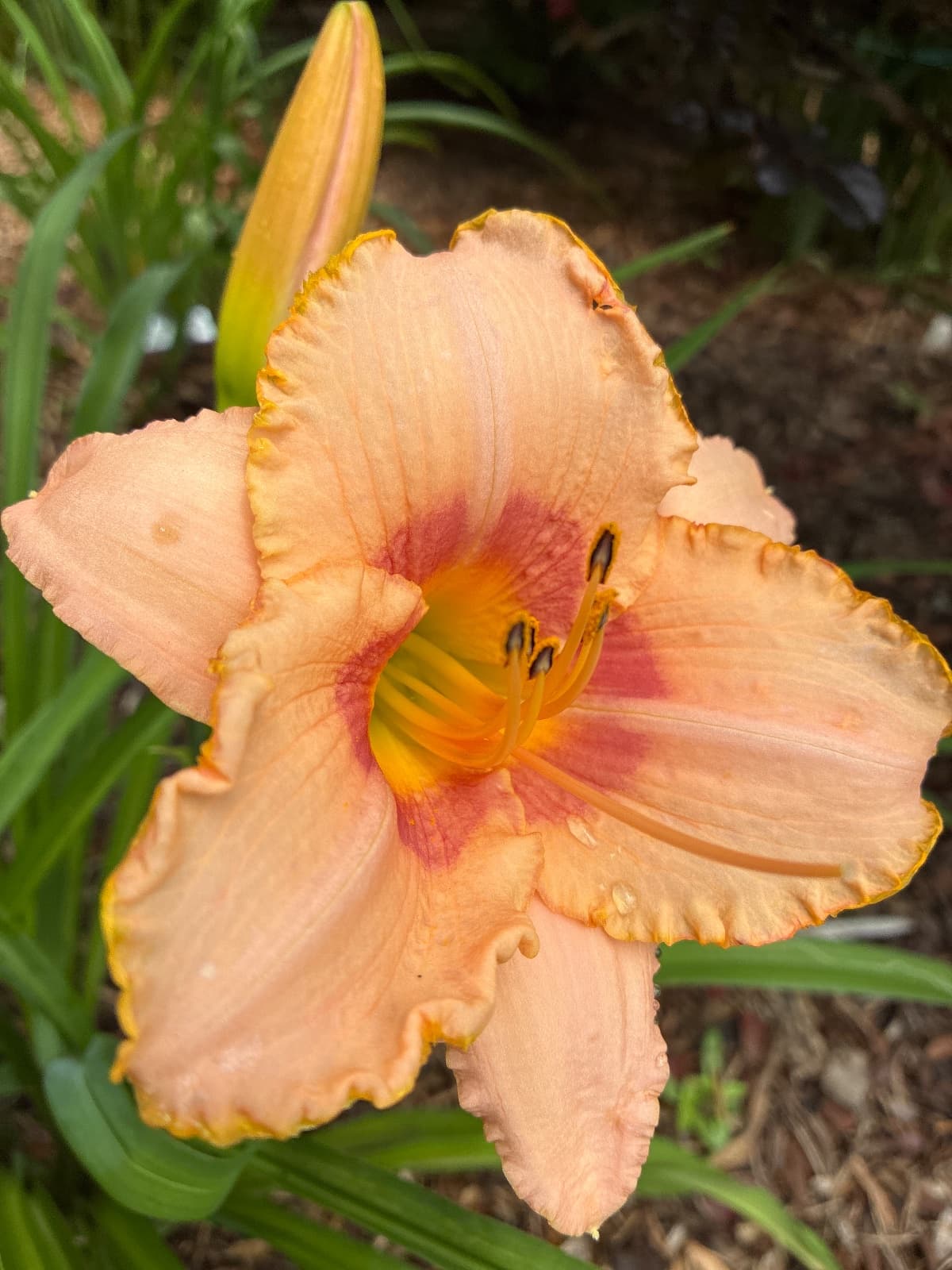 Bordello Queen Faylily
