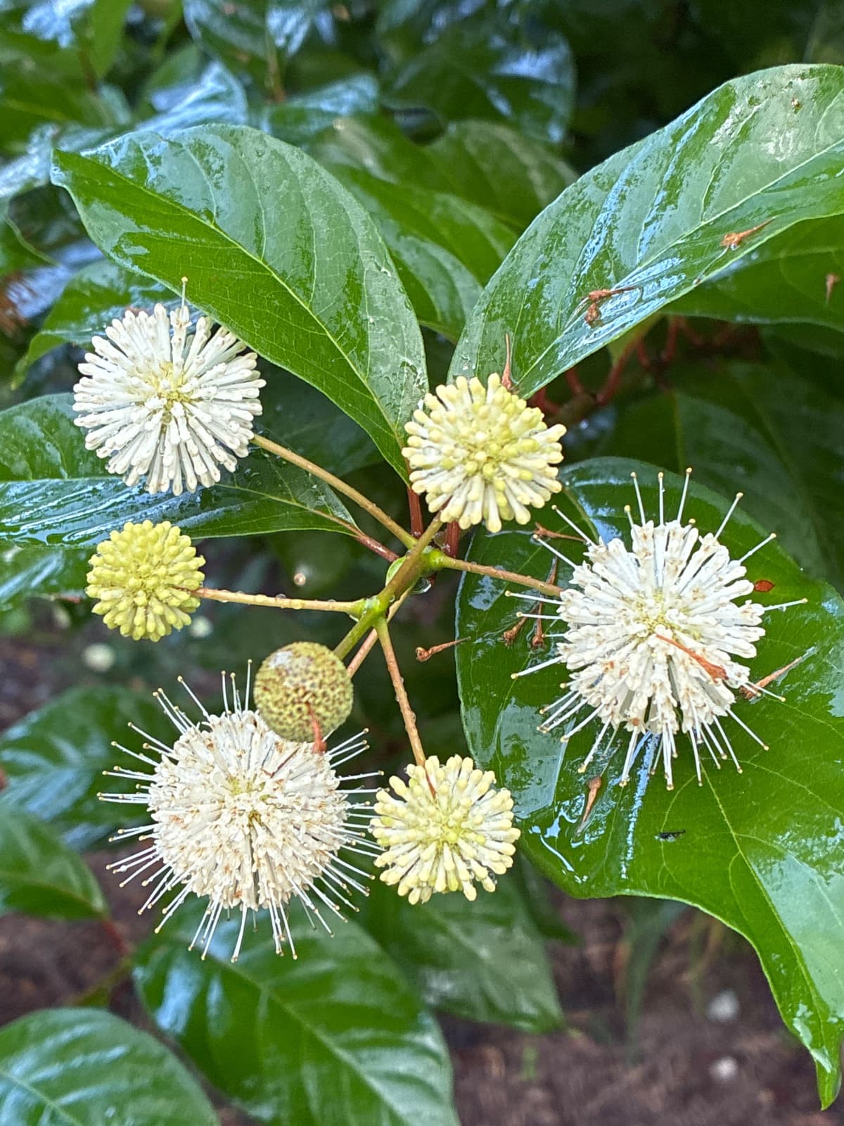 Buttonbush