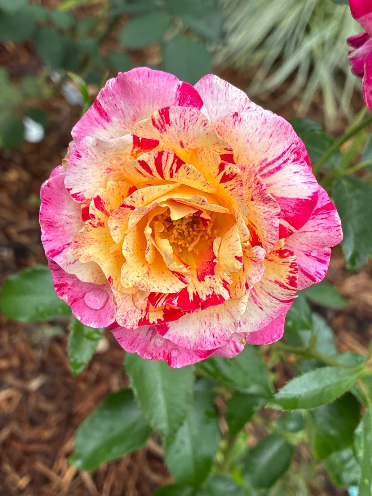 Camille Pissarro Rose