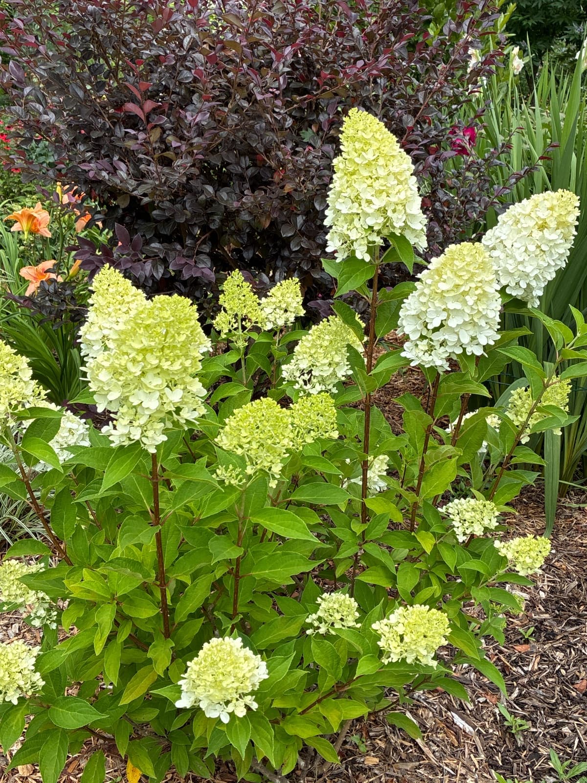 Candy Apple Hydrangea
