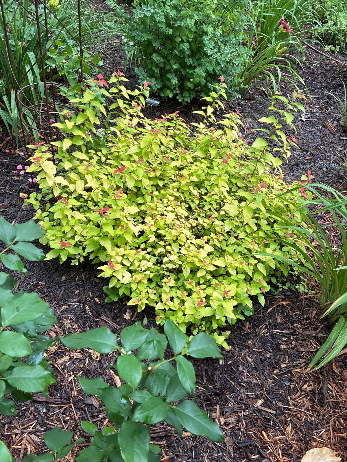 Candy Corn Spirea