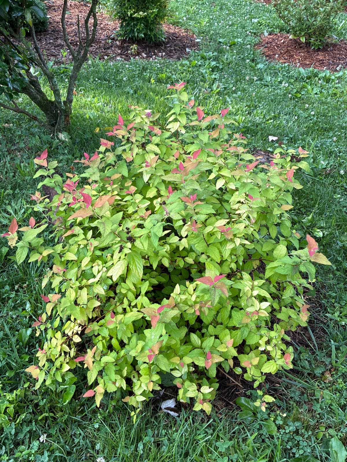 Candy Corn Spirea