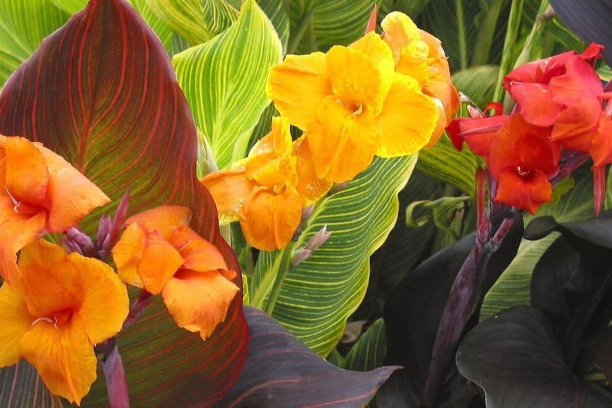 Canna Lily