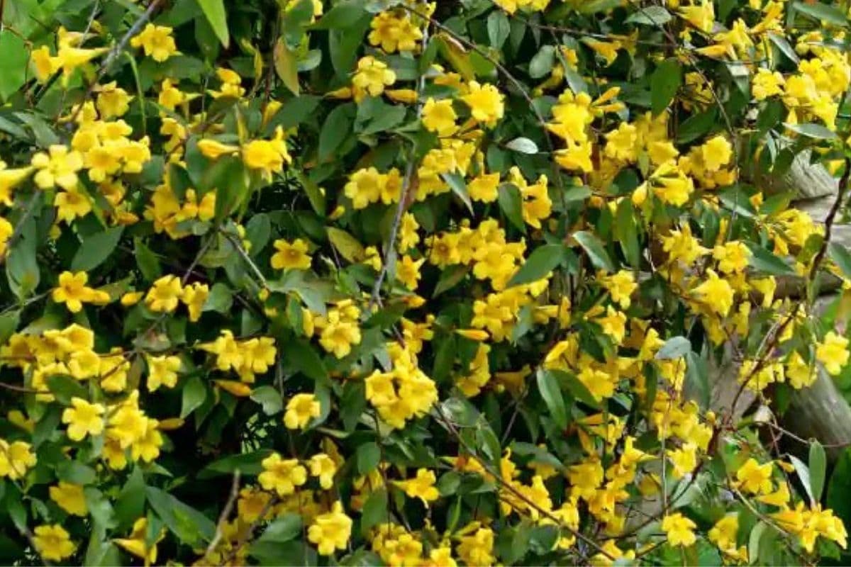 Carolina Jasmine