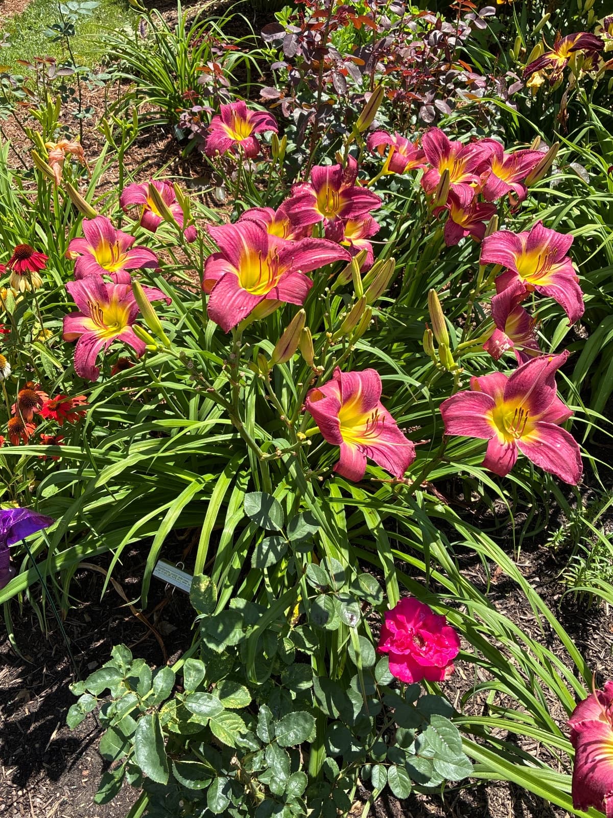 Carpenter's Choice Daylily