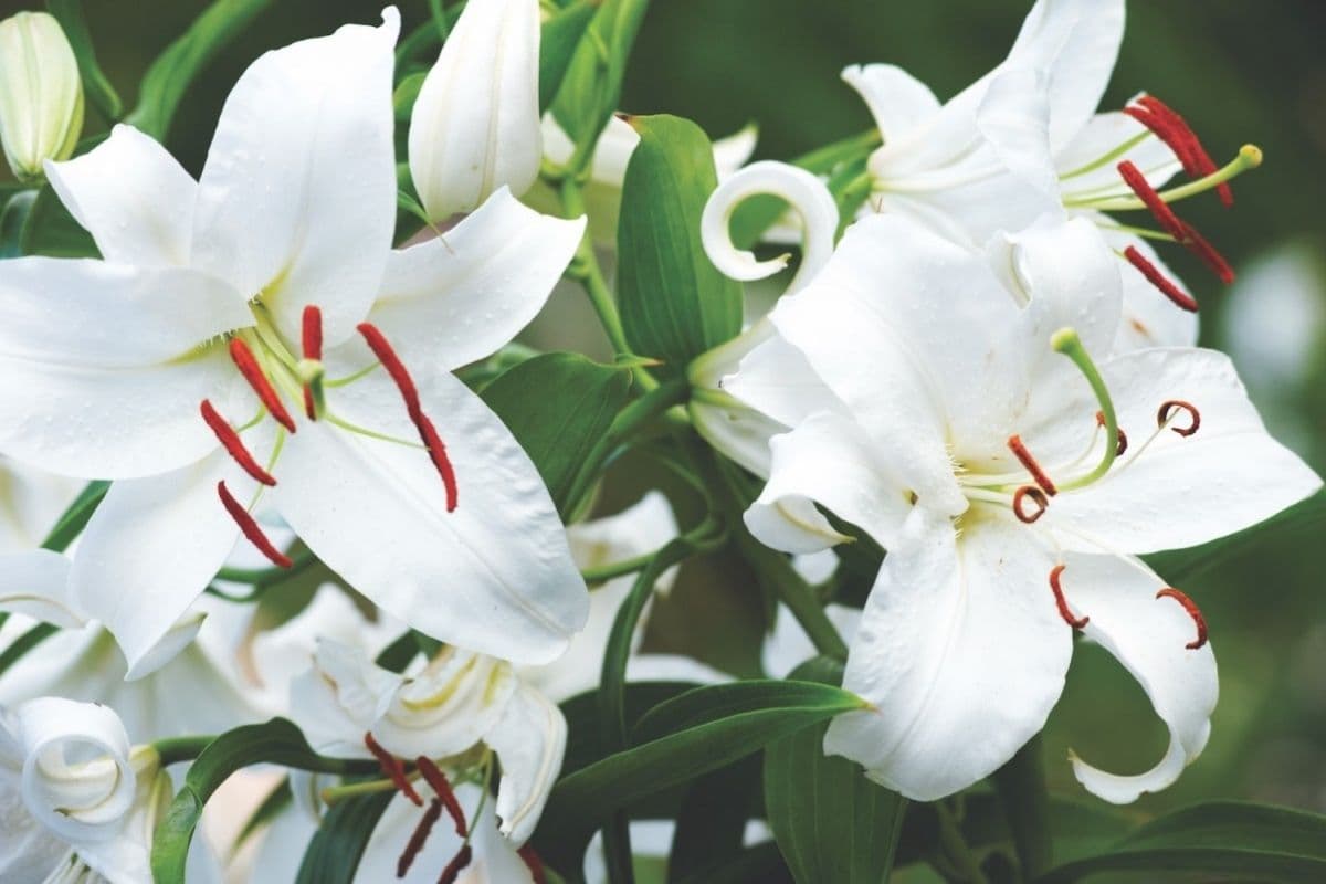 Casablanca Lily