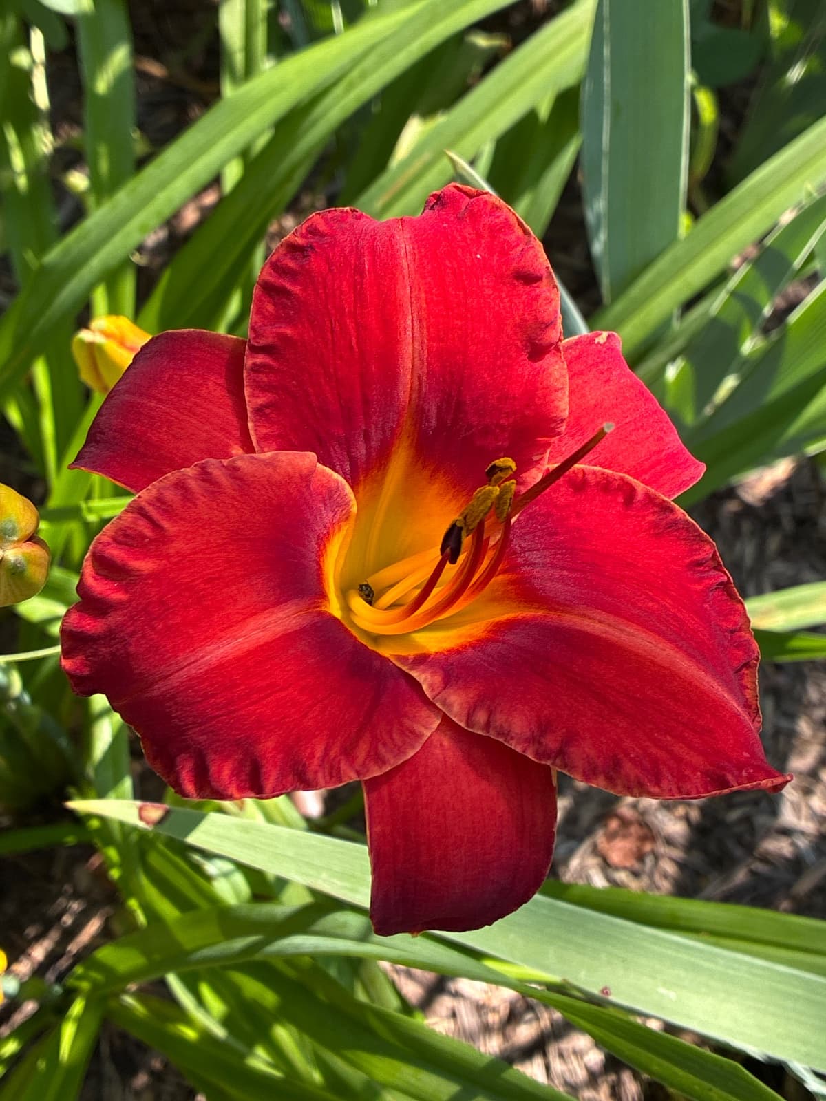 Caught Ted Handed Daylily