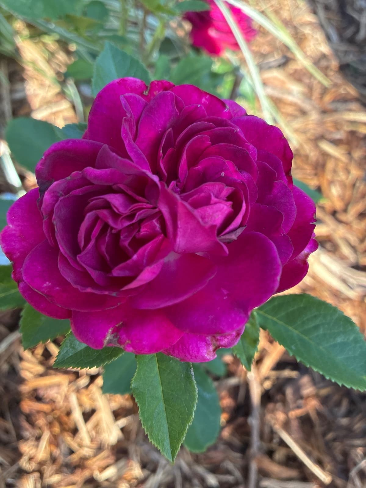Celestial Night Floribunda Rose
