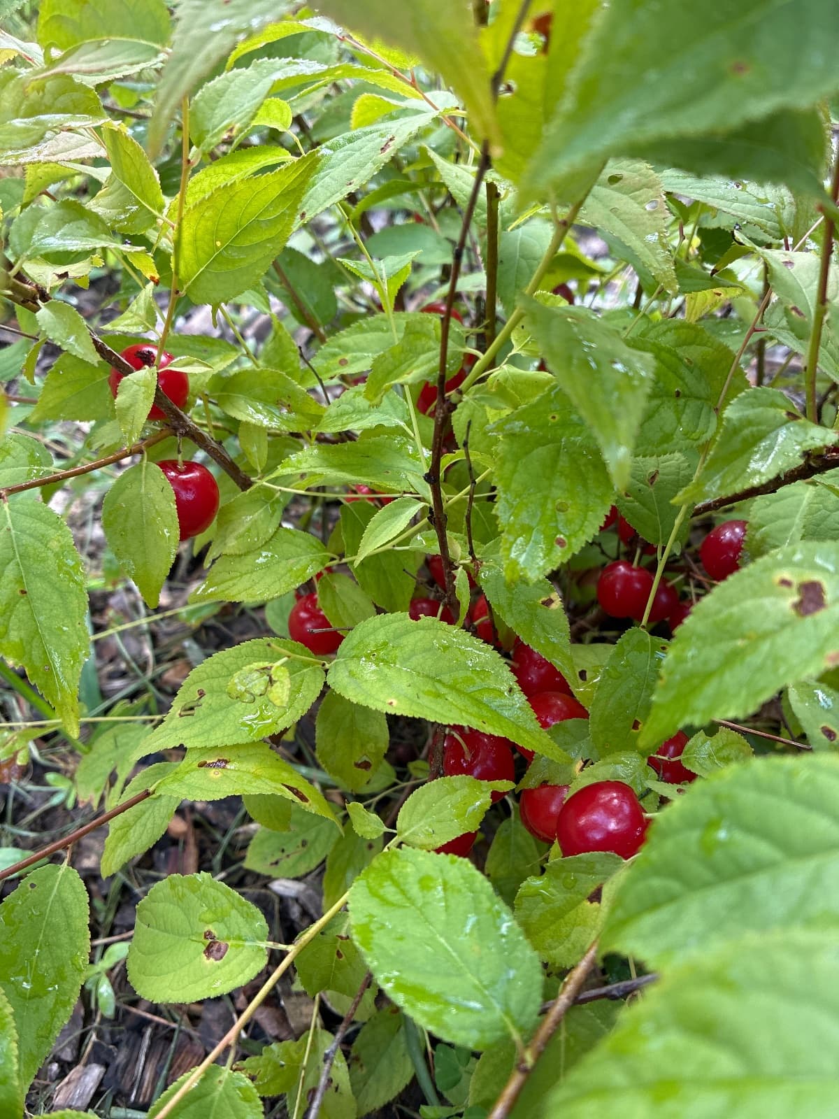 Cherry Pie Proven Winners Bush