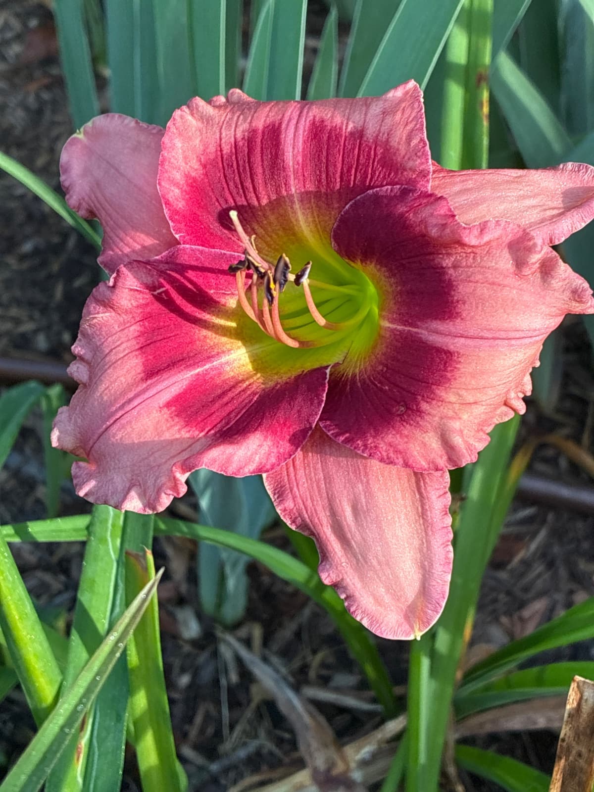 Cherry Valentine Daylily