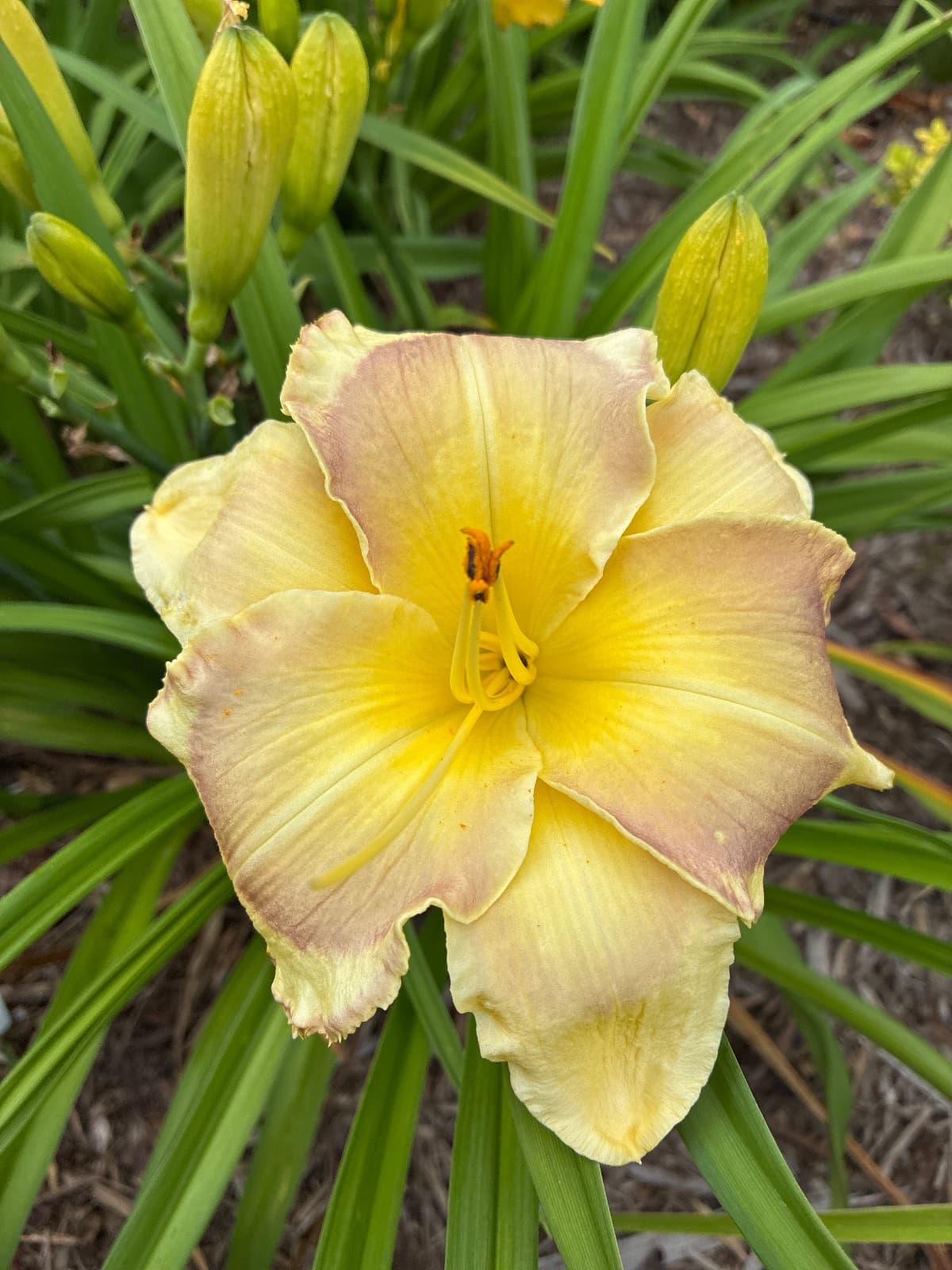 Chicago Apache Daylily