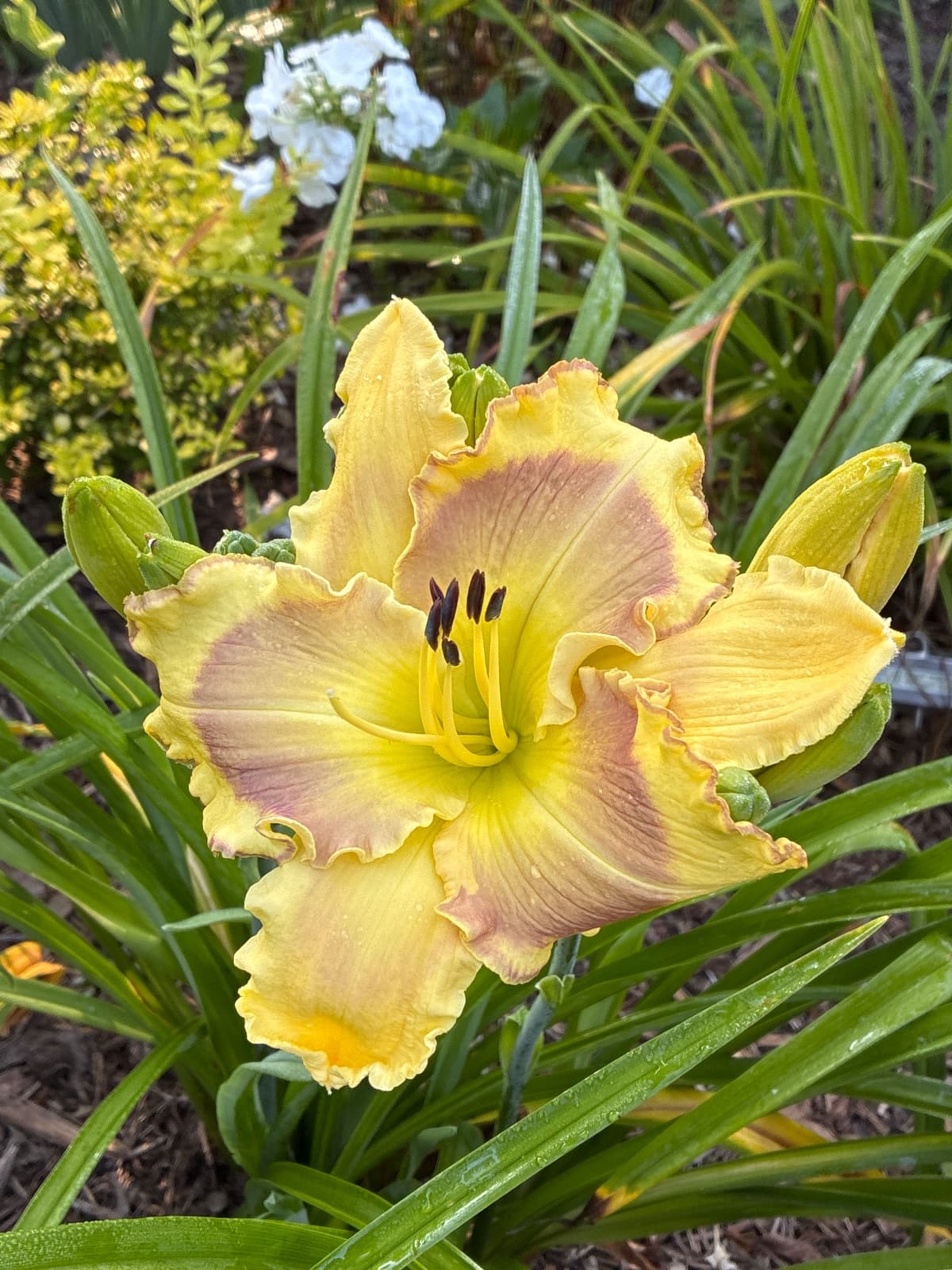 Chicago Apache Daylily