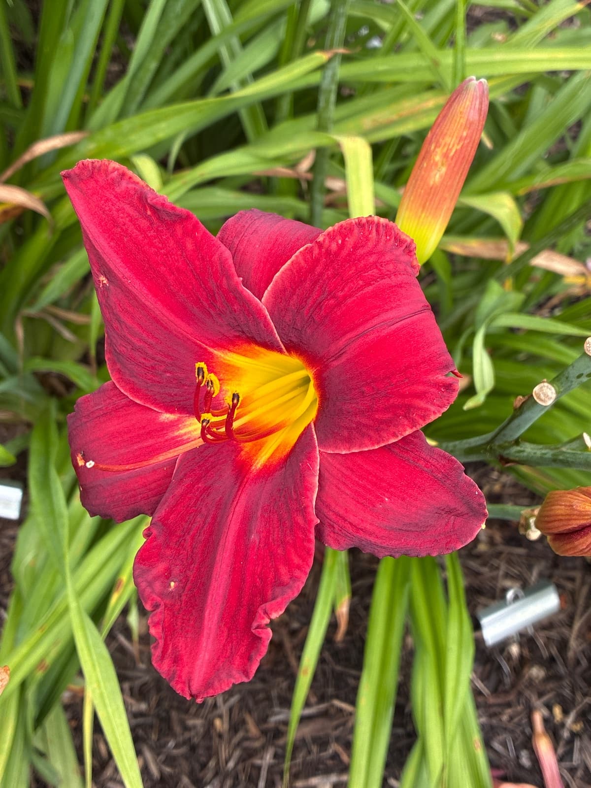Chicago Ruby Daylily