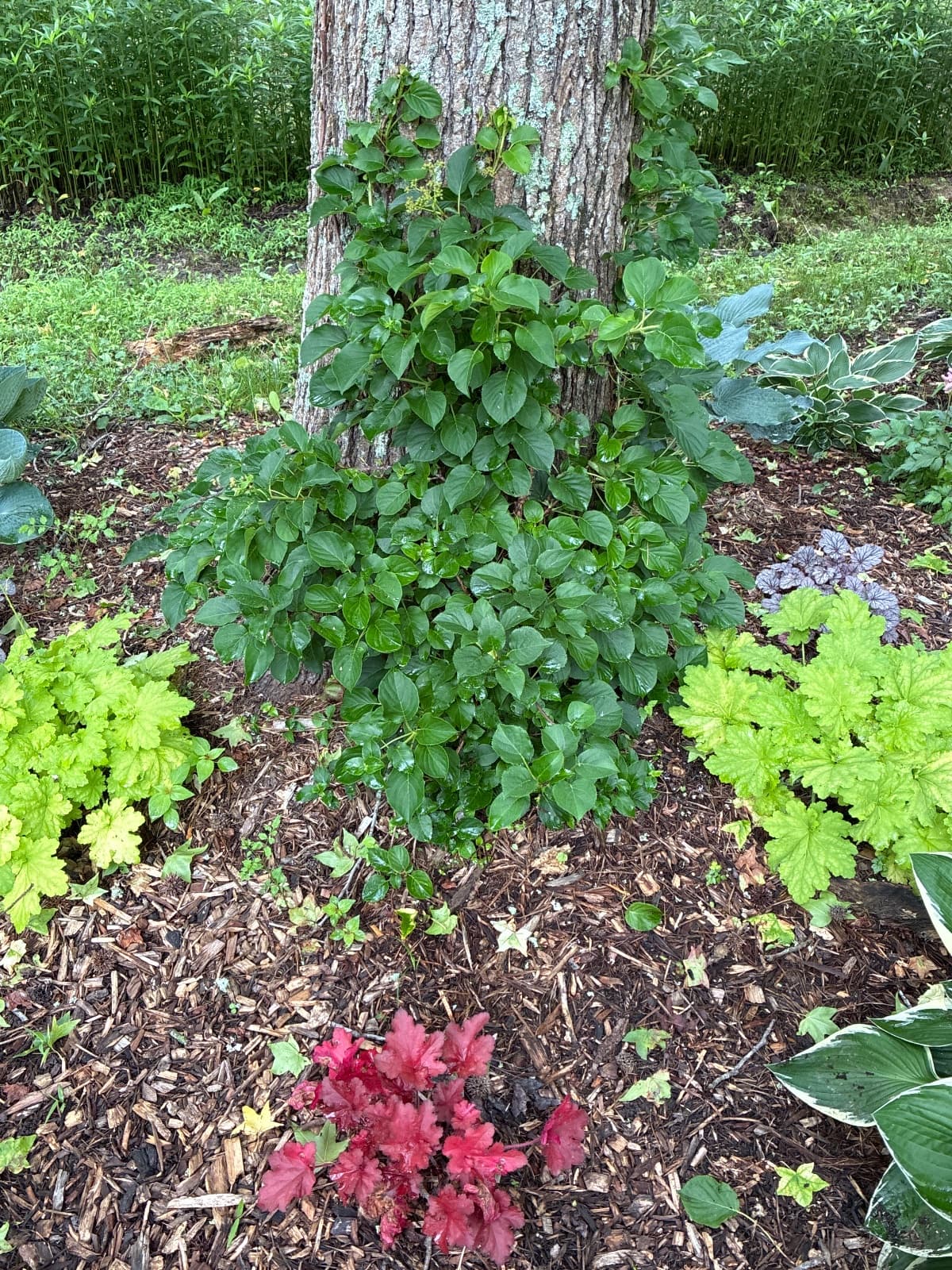 Climbing Hydrangea