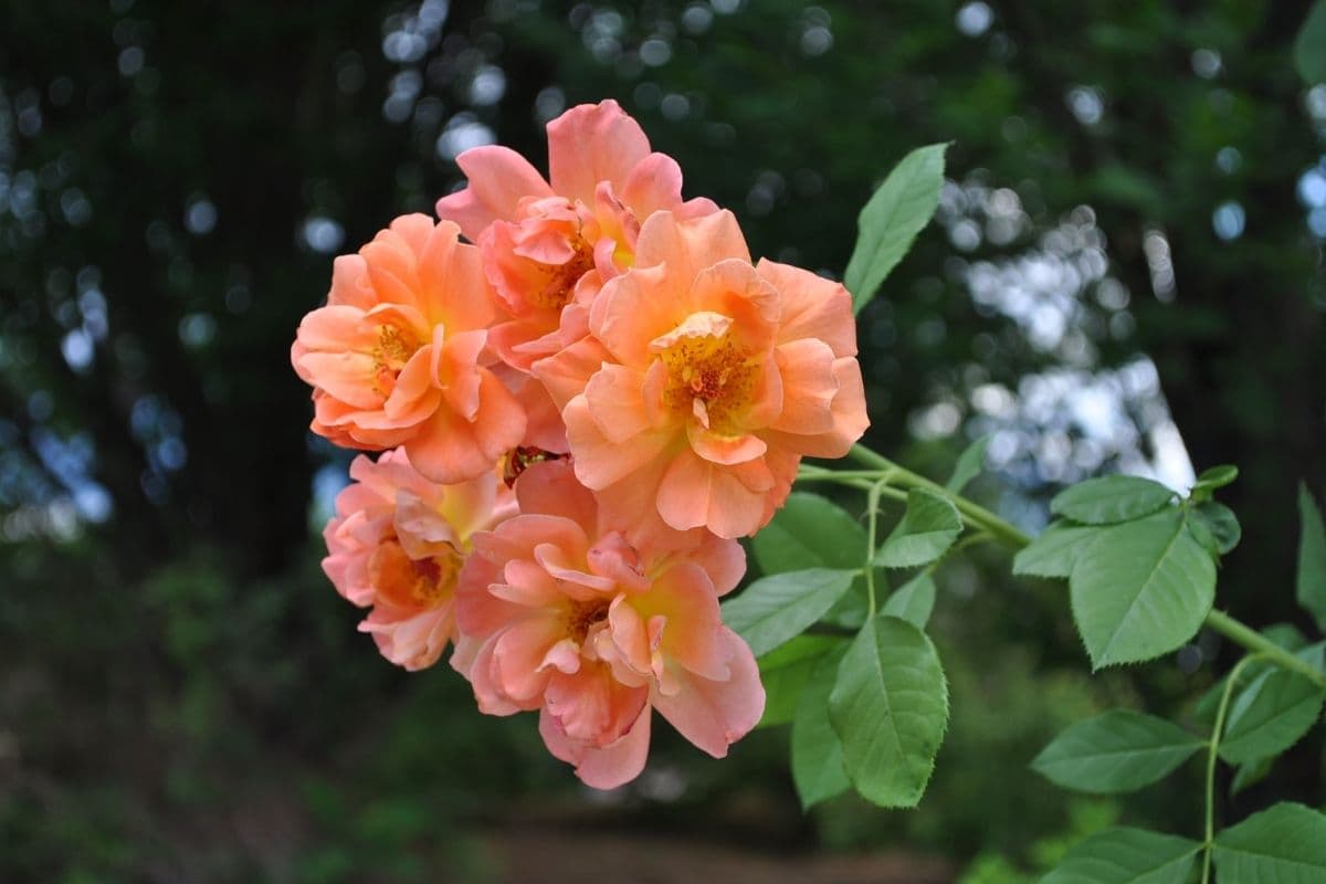 Climbing Westerland Rose