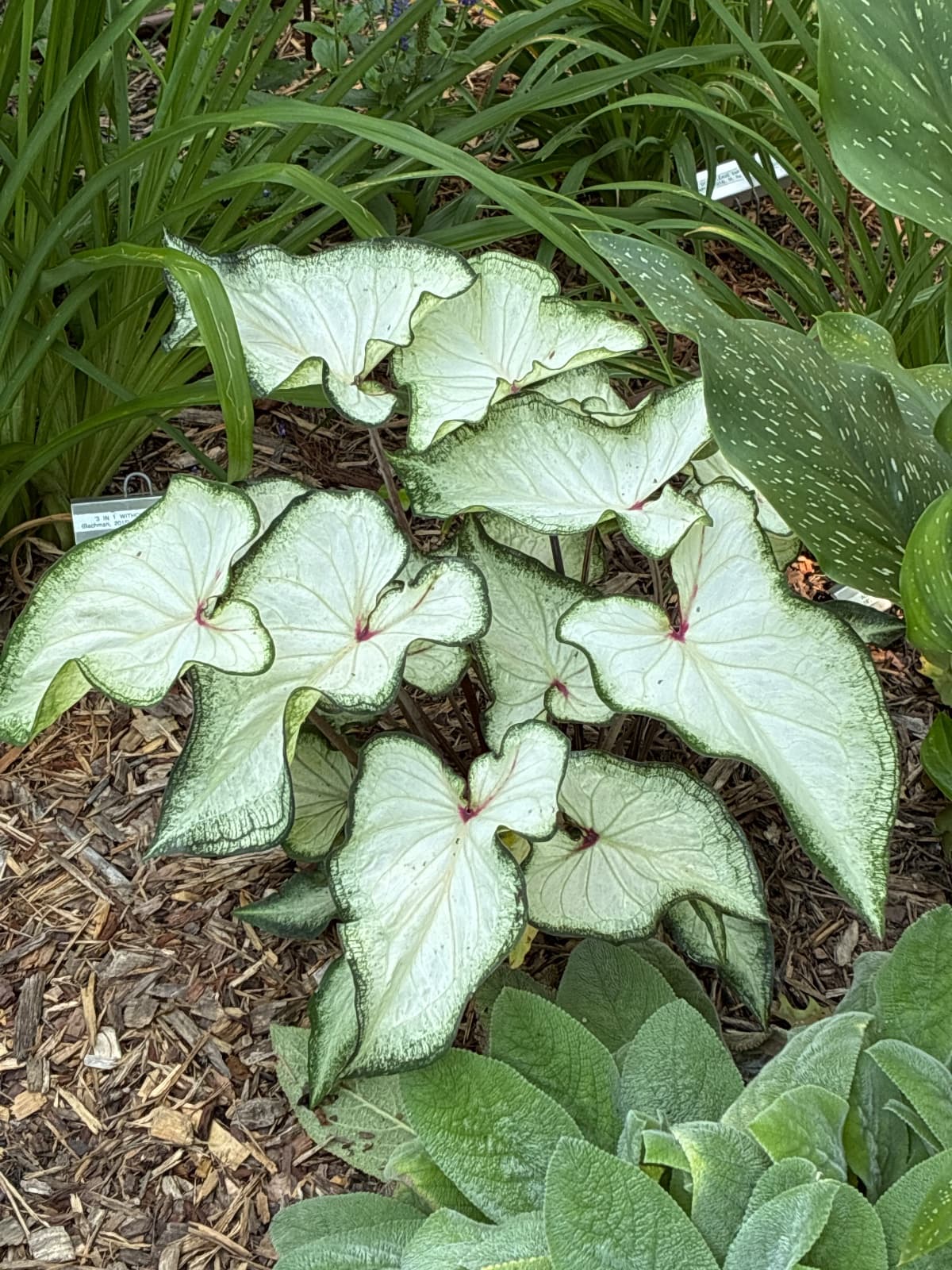 Coleus