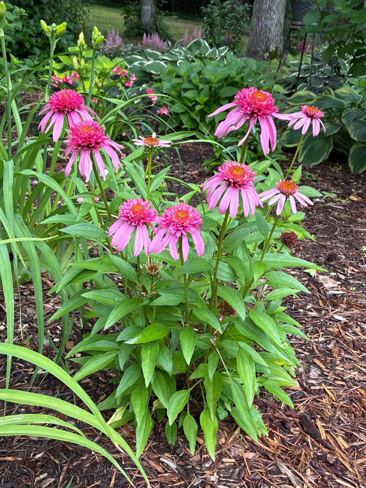 Coneflowers