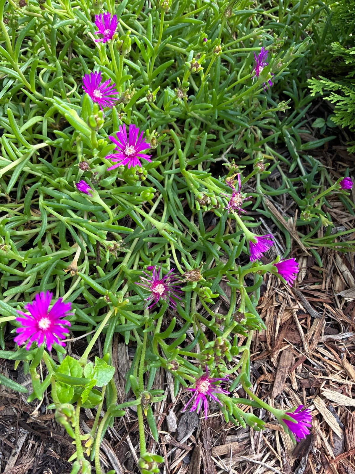 Cooper's Ice Plant