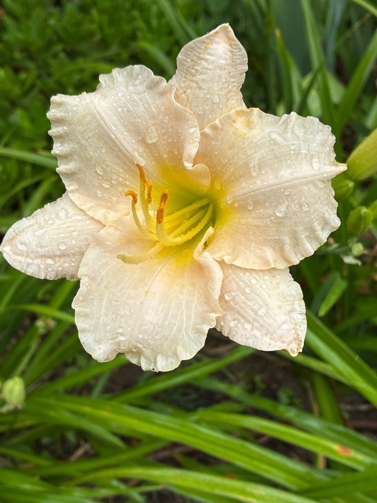 Cream Colored Daylily