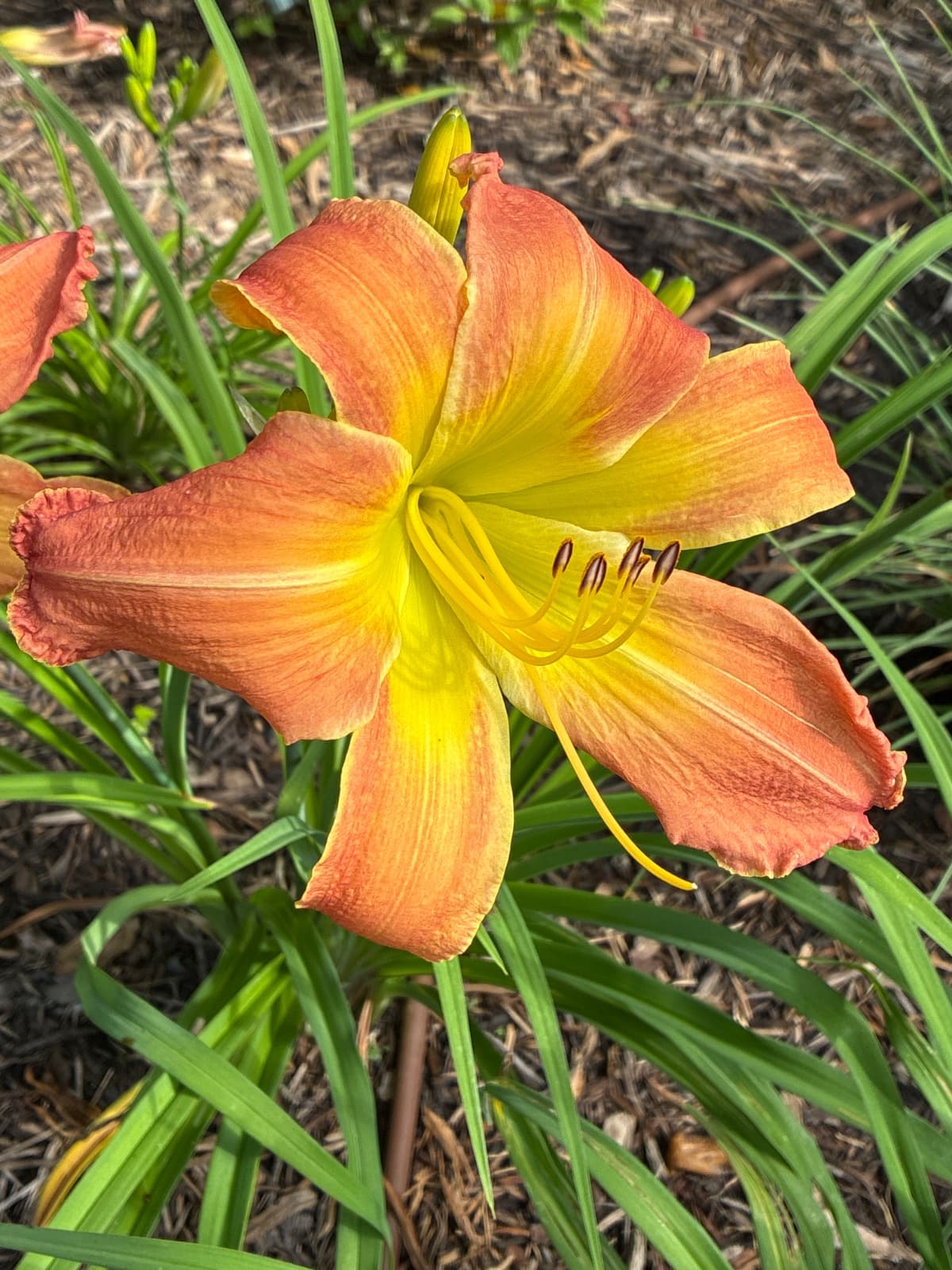 Curious George Daylily