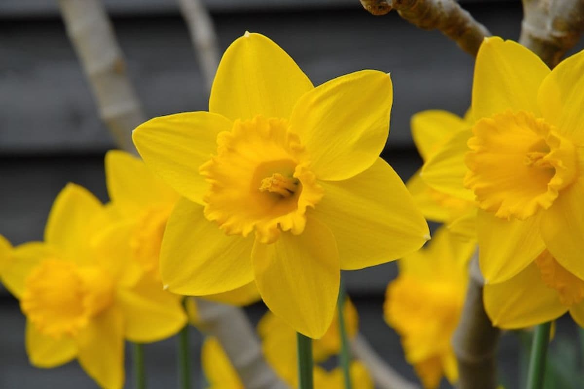 Daffodils