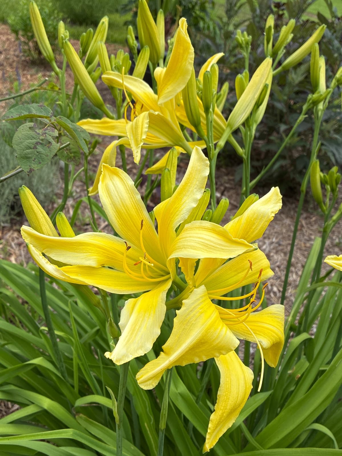 ?? Daylily